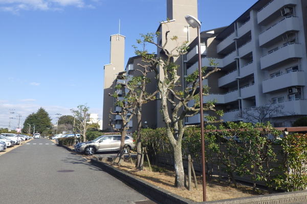 芦屋市の植栽管理