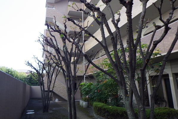 尼崎市の植栽管理