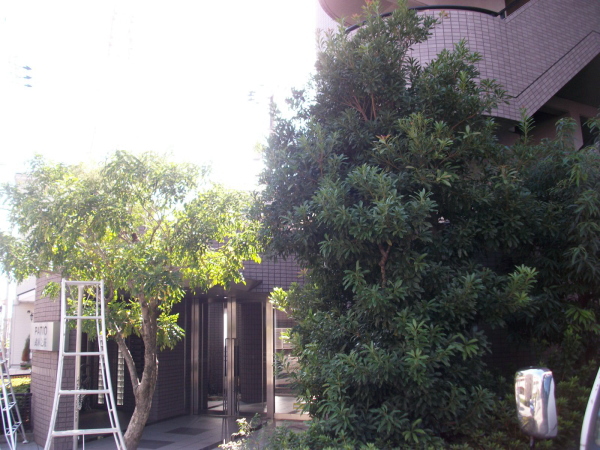 尼崎市武庫之荘の植栽管理施工写真