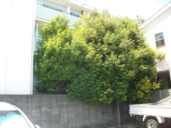 芦屋市の植栽管理施工写真