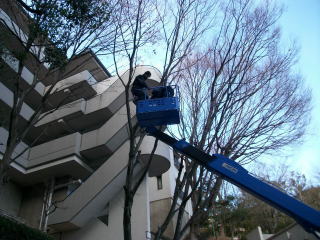 【１年目】樹形の把握とリセット（光と風の通り道作り）