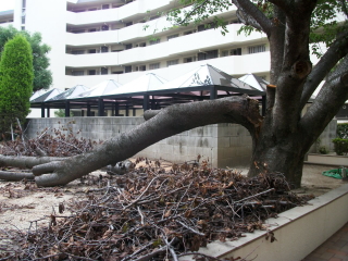 中長期植栽計画 危険・リスク予防