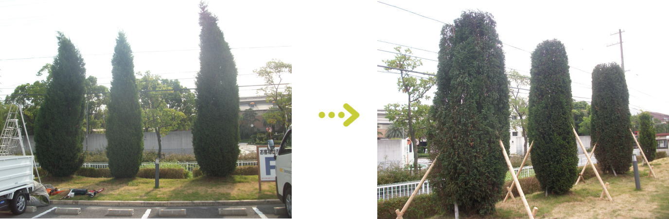 植栽管理 杭による支柱対策施工前後
