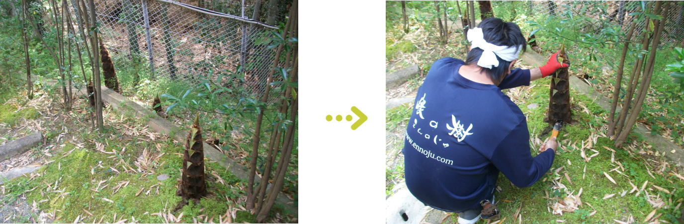 植栽管理 竹の子つぶし